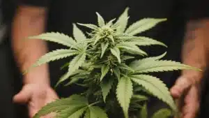 Green Poison:Cannabis Plant in Flowering Stage.