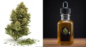 Guanabana: Cannabis Bud and Extract Oil.