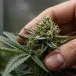 Jack Herer x Super Skunk: Hand Inspecting Resinous Cannabis Bud.