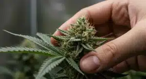 Jack Herer x Super Skunk: Hand Inspecting Resinous Cannabis Bud.