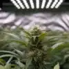 Harlequin CBD (1:18): Flowering Cannabis Plant with High CBD.