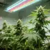 Harlequin x Bubba Kush Regular: Indoor Cannabis Grow Setup.