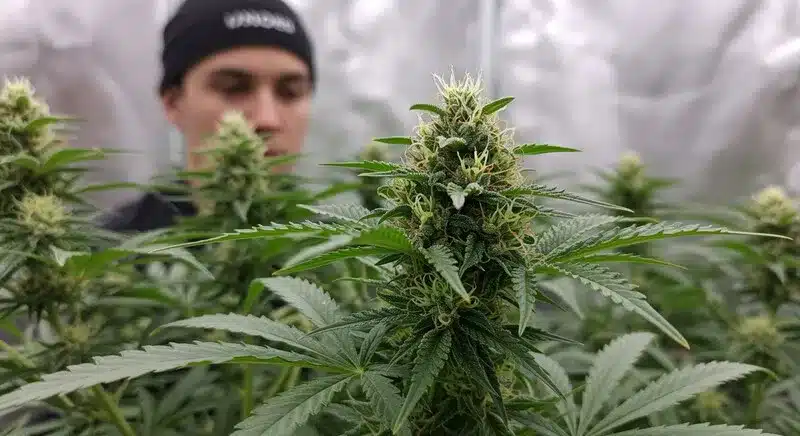 Harlequin x Bubba Kush Regular plant in bloom, with resinous buds and hybrid vigor, cultivated for its calming and aromatic properties.