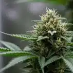 Hash Passion Regular: Resinous Cannabis Bud in Flowering Stage.