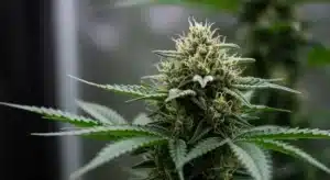 Hash Passion Regular: Resinous Cannabis Bud in Flowering Stage.