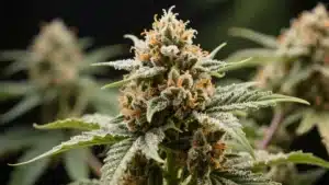 Hawaii x Purple Skunk Regular: Resinous Cannabis Flower.