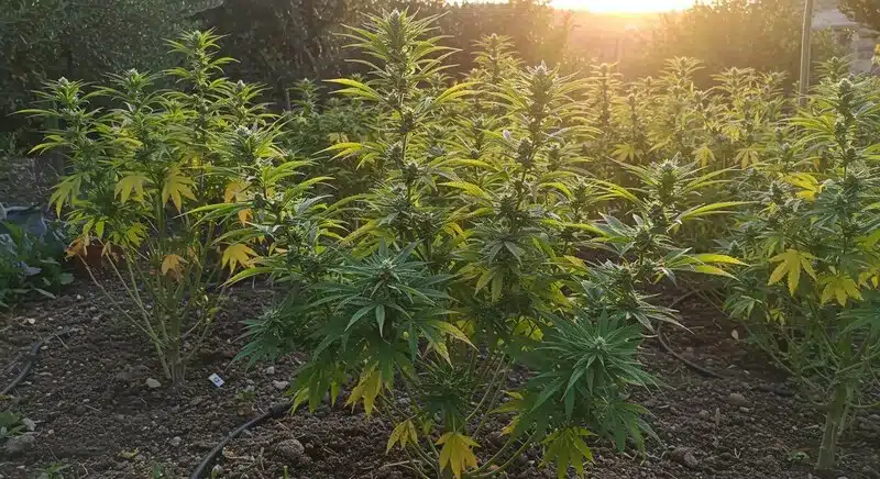 Hawaiian Snow: Outdoor Cannabis Plants in Full Bloom.