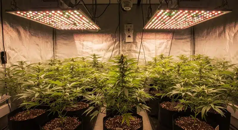 Hektol plants thriving indoors under full-spectrum LED lights, developing strong branches and high yields with growth.