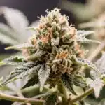 Hektol: Resin-Rich Cannabis Buds with Intense Aroma.