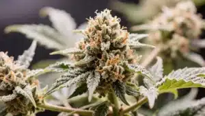 Hektol: Resin-Rich Cannabis Buds with Intense Aroma.