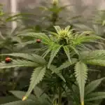 Hellfire Fast Version: Natural Pest Control for Healthier Plants.