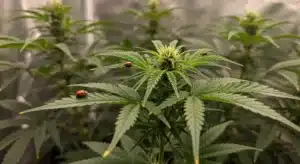 Hellfire Fast Version: Natural Pest Control for Healthier Plants.