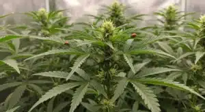 Ice Cream x SFV OG: Healthy Cannabis with Natural Pest Control.