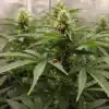 Island Sweet Skunk: Natural Pest Control in Cannabis Cultivation.
