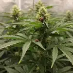 Island Sweet Skunk: Natural Pest Control in Cannabis Cultivation.