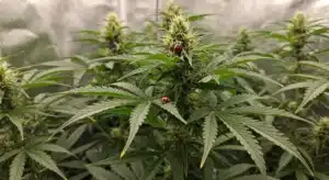Island Sweet Skunk: Natural Pest Control in Cannabis Cultivation.