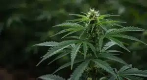 Jack Herer x Skunk: Flowering Hybrid Plant.