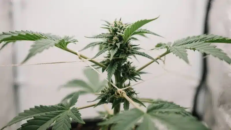 Jack Herer x Super Skunk plant trained with LST technique to improve airflow, enhance bud development, and maximize indoor yields.