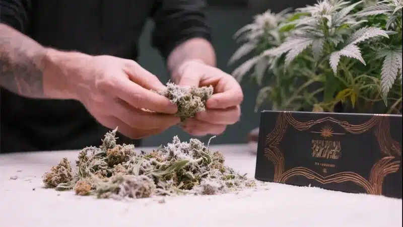 Grower trimming Jack Herer x White Widow Auto buds coated with trichomes, showing premium quality and the hybrid’s classic aroma profile.