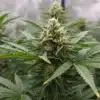 Jack Herer x White Widow Auto: Resinous Flowering Cannabis Plant.