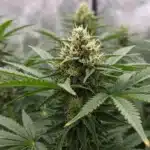 Jack Herer x White Widow Auto: Resinous Flowering Cannabis Plant.