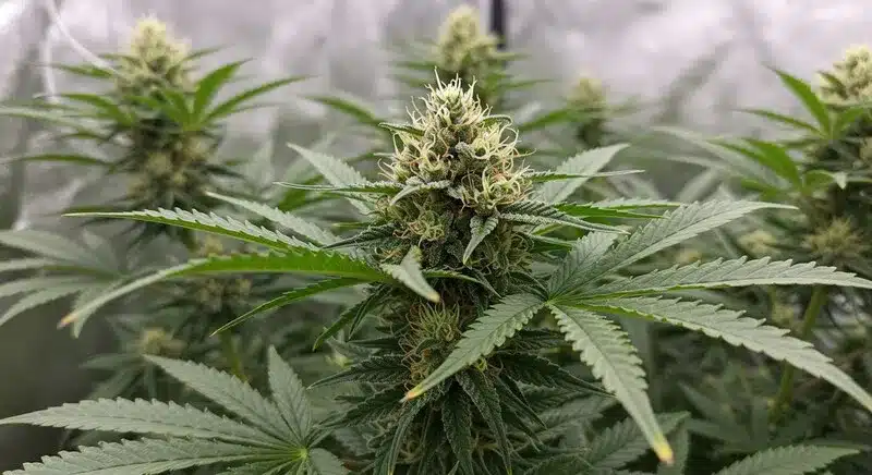 Jack Herer x White Widow Auto: Resinous Flowering Cannabis Plant.