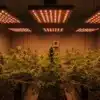 Jealousy F1: Indoor Grow Room with LED Lights and Dense Buds.