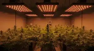 Jealousy F1: Indoor Grow Room with LED Lights and Dense Buds.
