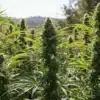 Kali Mist: Outdoor Cannabis Plants in Full Bloom.