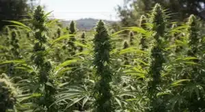 Kali Mist: Outdoor Cannabis Plants in Full Bloom.