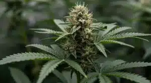 Koji: Dense Cannabis Bud Covered in Trichomes.