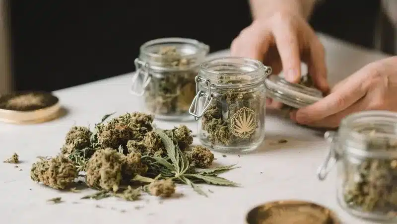 Grower carefully storing Koji buds in glass jars, preserving their aroma and potency after a meticulous drying and curing process.