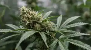 Kosher Kush x Tangerine: Aromatic Resinous Bud.