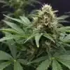 Kush Mints Regular: Flowering Cannabis Plant with Thick Buds.