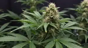 Kush Mints Regular: Flowering Cannabis Plant with Thick Buds.