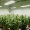 Kushberry: Indoor Cannabis Grow Room with LED Lights.