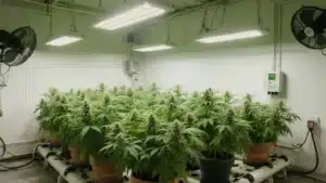 Kushberry: Indoor Cannabis Grow Room with LED Lights.