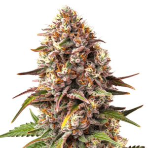 Piñata cannabis strain with colorful buds, trichomes, and orange pistils in macro view.