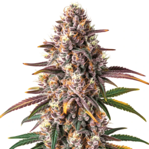 Pink Champagne cannabis strain with dense purple buds and orange pistils close up.