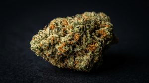 Apple Fritter THCA flower close-up bud with frosty trichomes and orange pistils on a dark background.