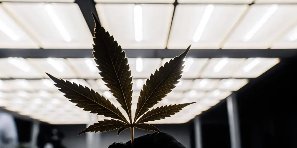 Backlit cannabis leaf held under LED panel lights in an indoor grow room