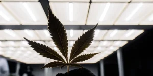 Backlit cannabis leaf held under LED panel lights in an indoor grow room