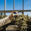 Scientist measuring cannabis plant brix levels using a digital refractometer inside a greenhouse.