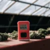 Digital Brix meter placed next to freshly harvested cannabis buds inside a greenhouse to measure sugar levels.