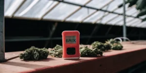 Digital Brix meter placed next to freshly harvested cannabis buds inside a greenhouse to measure sugar levels.