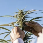 Gardener carefully inspecting a flowering cannabis bud outdoors during the final growth stage