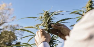 Gardener carefully inspecting a flowering cannabis bud outdoors during the final growth stage