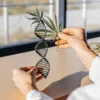 Hands holding a cannabis leaf and a DNA double helix model during laboratory-based cannabis genetics research.