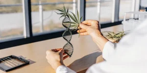 Hands holding a cannabis leaf and a DNA double helix model during laboratory-based cannabis genetics research.