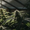 Cannabis plants in the flowering stage growing inside a greenhouse under low natural light conditions.